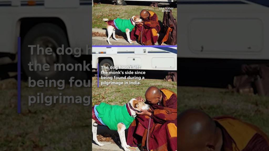 Monks Rescued Dog Aloka, the peace dog, takes over 2,000 mile journey with Buddhist monks ...