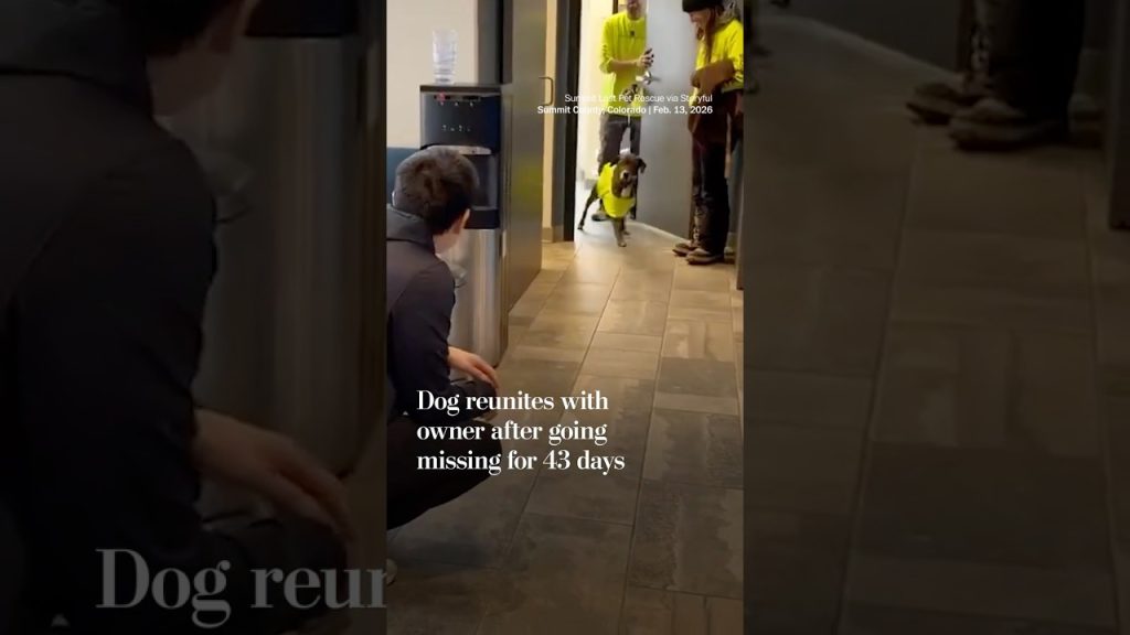 Dog reunites with owner after going missing for 43 days – The Front ...