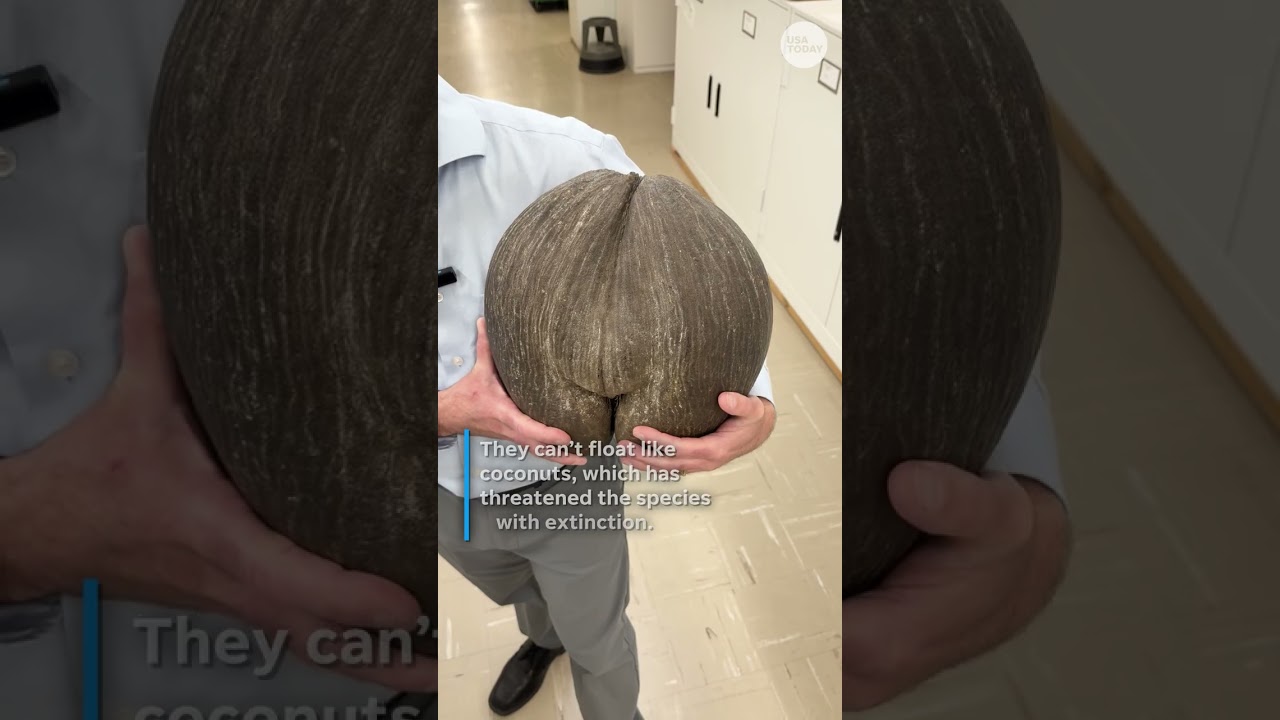 Unusually ‘Butt nut’ goes viral. See the unusually shaped palm seed. – The Front ...