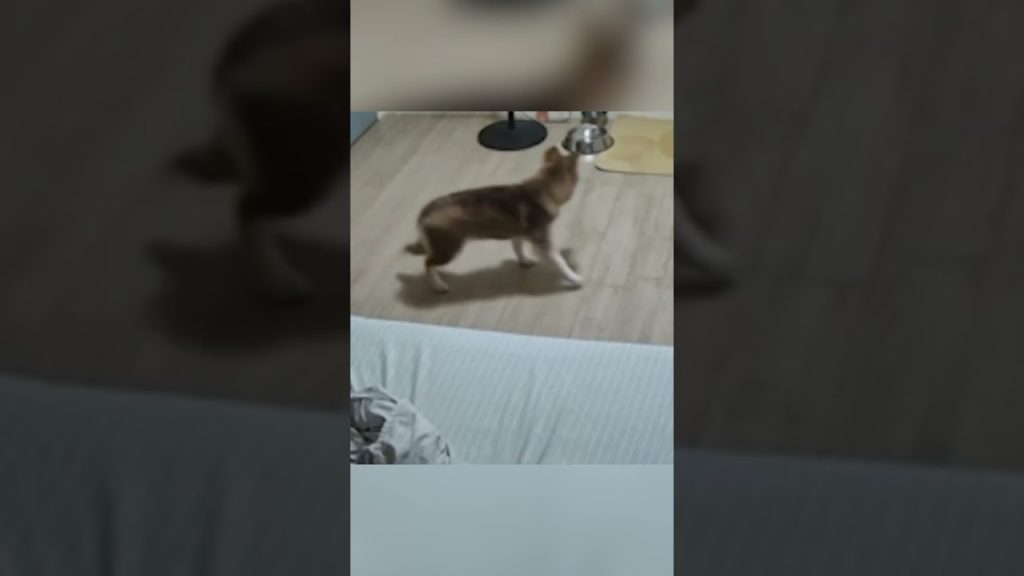 Heroic Dog Notices Neighbor’s House on Fire and Alerts Her Owner # ...